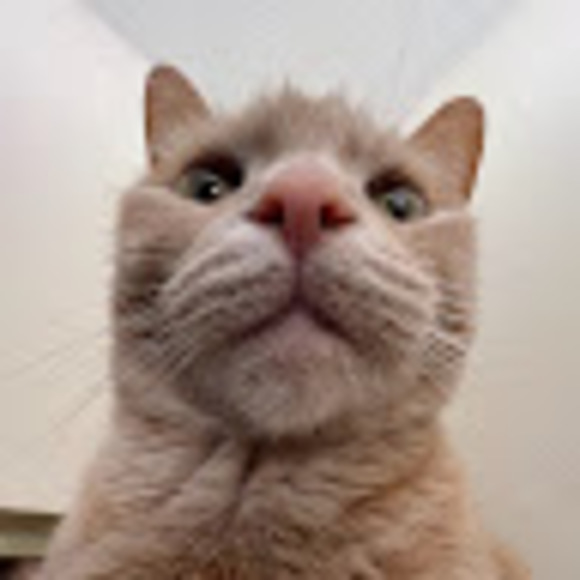 Meet your Posher, Racquel - Picture 1 of 1